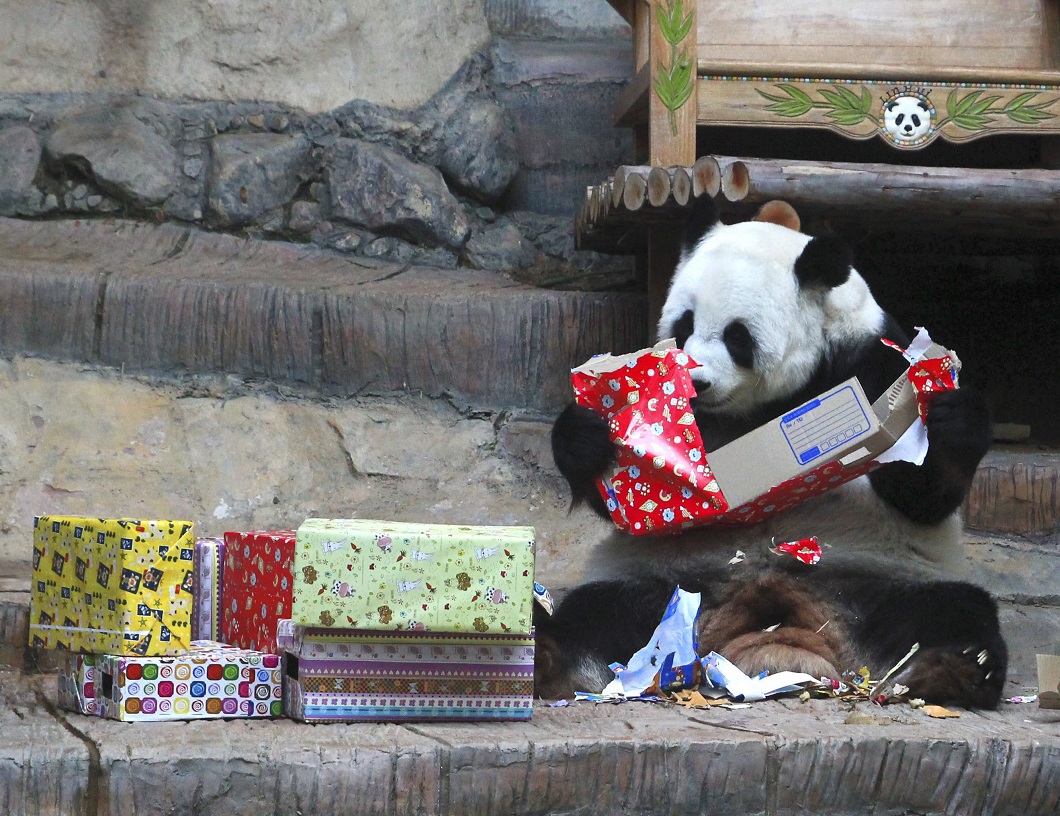 Панда с подарком