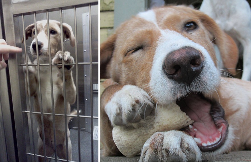 Фотография: Животные до и после того, как их забрали из приюта №11 - BigPicture.ru