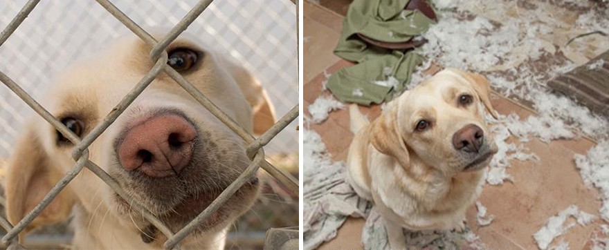 Фотография: Животные до и после того, как их забрали из приюта №13 - BigPicture.ru