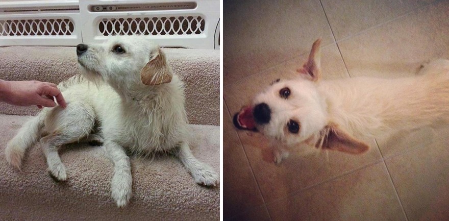 Фотография: Животные до и после того, как их забрали из приюта №15 - BigPicture.ru