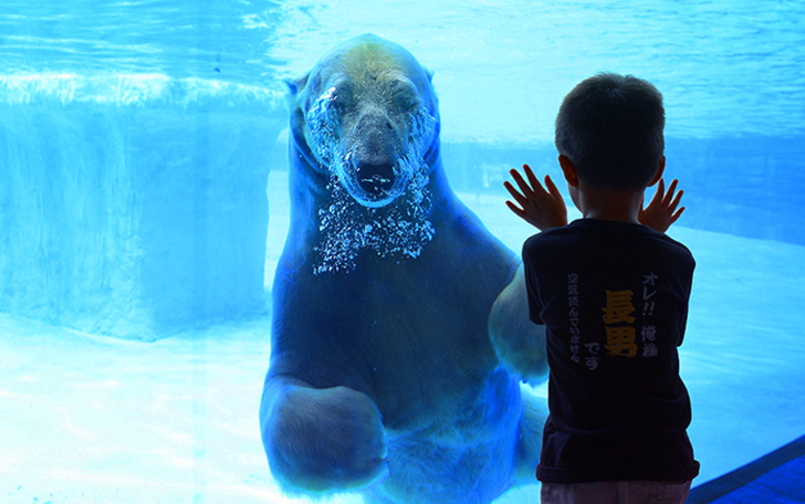 Фотография: Международный день белого медведя №1 - BigPicture.ru