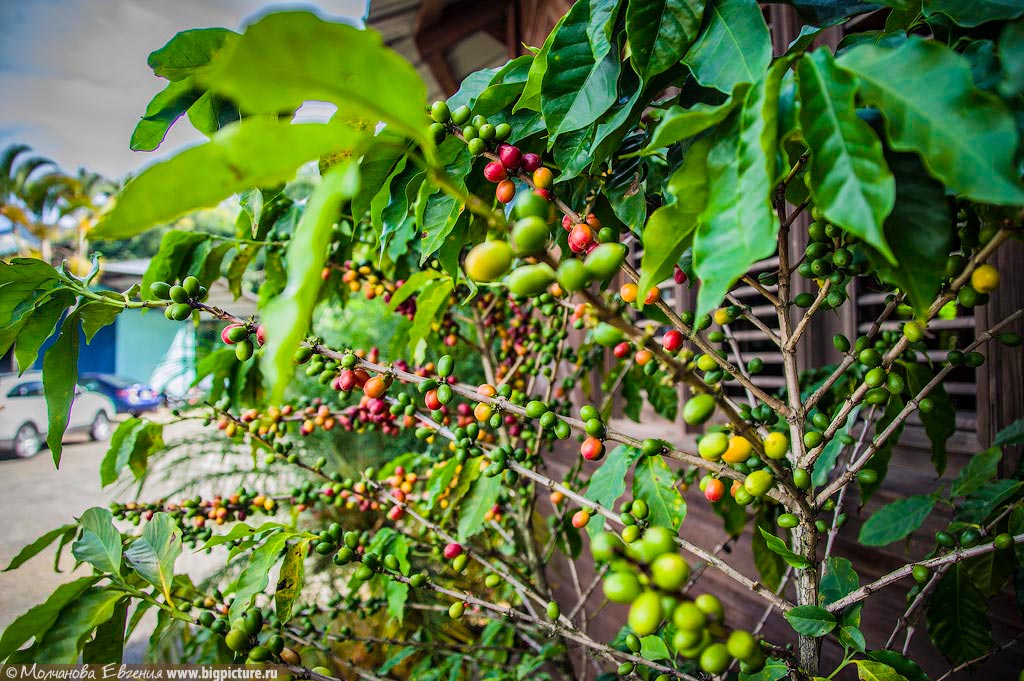 Фотография: Как устроено производство кофе в Доминикане №4 - BigPicture.ru