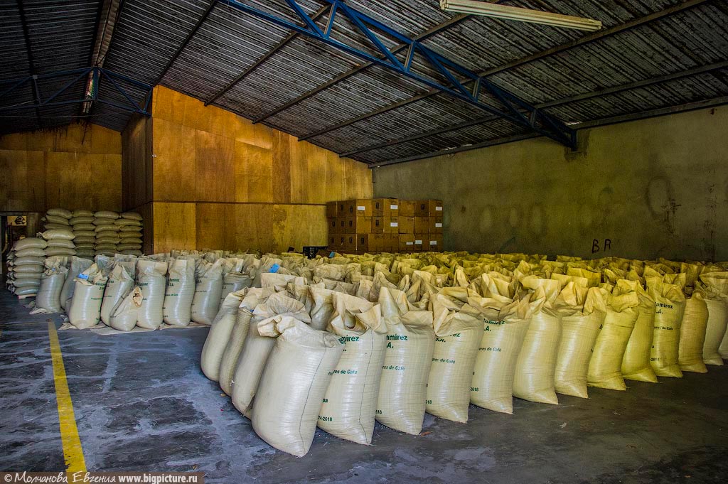 Фотография: Как устроено производство кофе в Доминикане №7 - BigPicture.ru