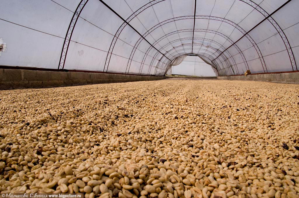 Фотография: Как устроено производство кофе в Доминикане №11 - BigPicture.ru