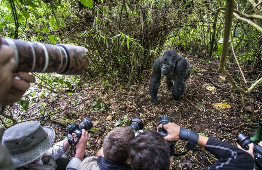 Фотография: Доказательство того, что пьяные гориллы ведут себя не лучше пьяных людей №3 - BigPicture.ru