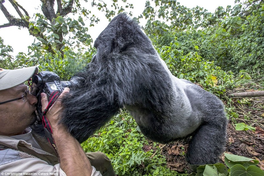 Фотография: Доказательство того, что пьяные гориллы ведут себя не лучше пьяных людей №7 - BigPicture.ru