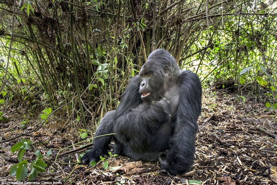 Фотография: Доказательство того, что пьяные гориллы ведут себя не лучше пьяных людей №9 - BigPicture.ru