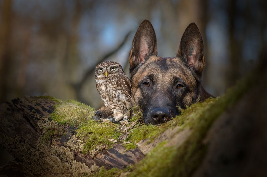 Фотография: Собака и сова, которые не могут жить друг без друга №2 - BigPicture.ru