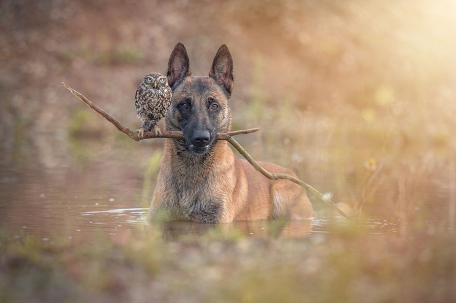 Фотография: Собака и сова, которые не могут жить друг без друга №3 - BigPicture.ru
