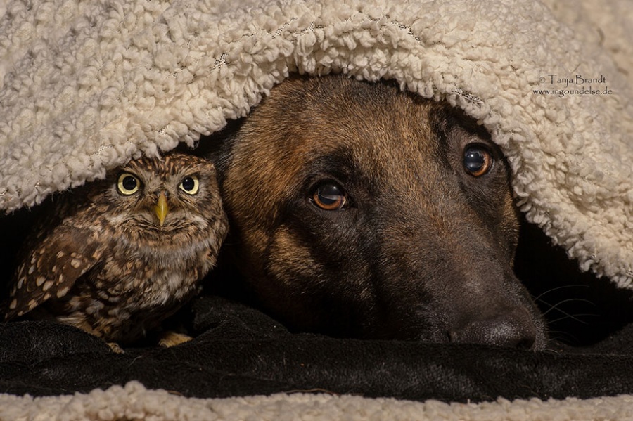Фотография: Собака и сова, которые не могут жить друг без друга №4 - BigPicture.ru