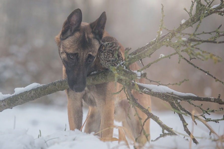 Фотография: Собака и сова, которые не могут жить друг без друга №5 - BigPicture.ru