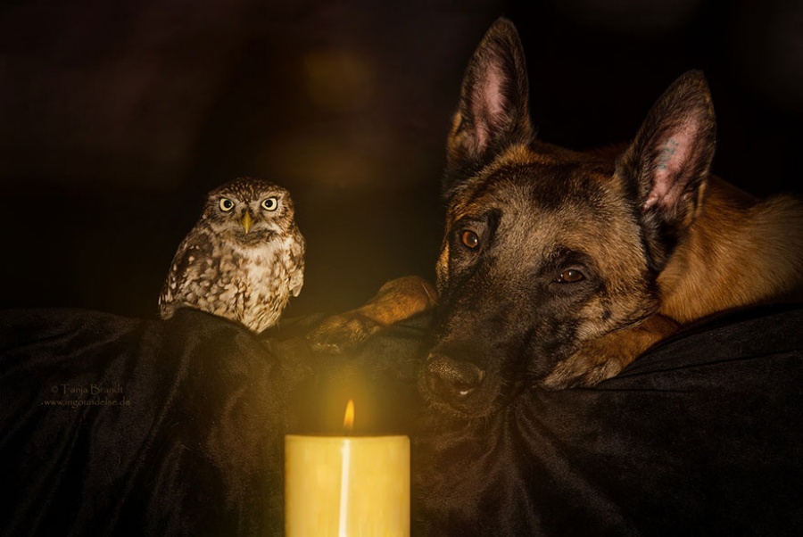 Фотография: Собака и сова, которые не могут жить друг без друга №6 - BigPicture.ru