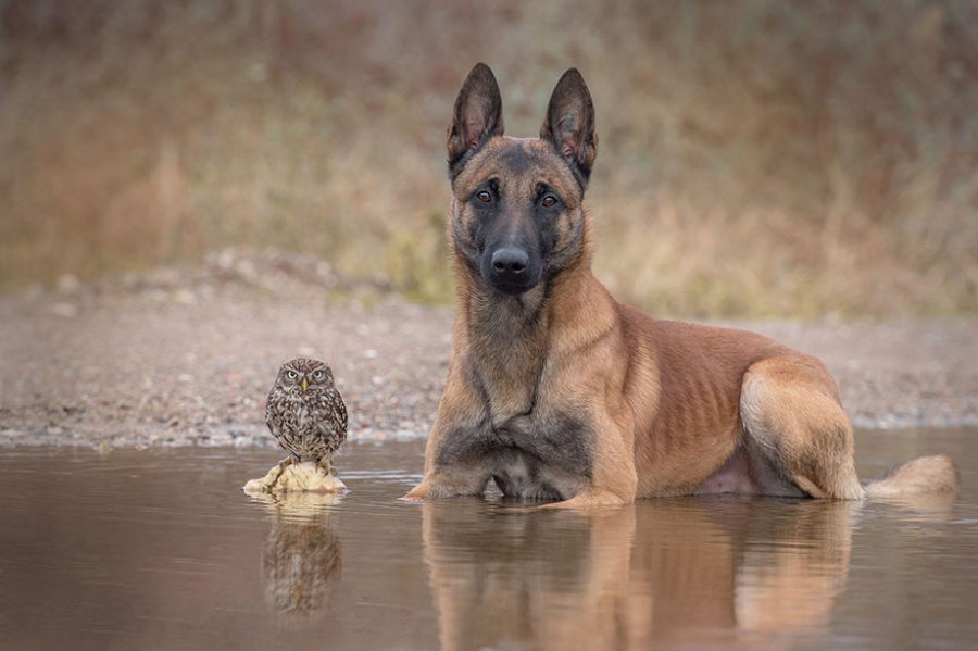 Фотография: Собака и сова, которые не могут жить друг без друга №7 - BigPicture.ru