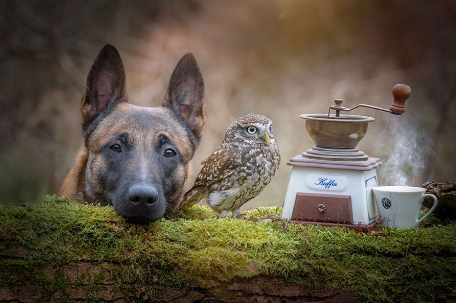 Фотография: Собака и сова, которые не могут жить друг без друга №8 - BigPicture.ru