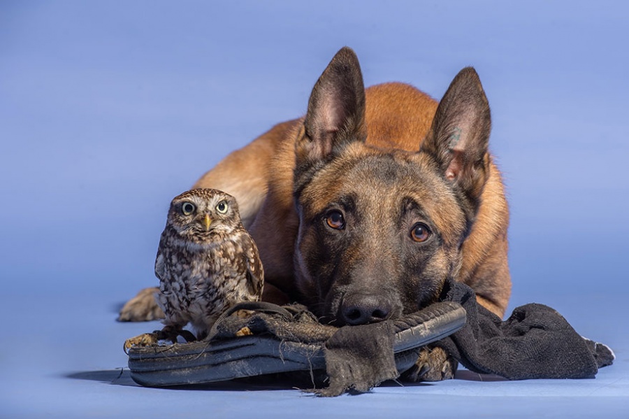 Фотография: Собака и сова, которые не могут жить друг без друга №10 - BigPicture.ru