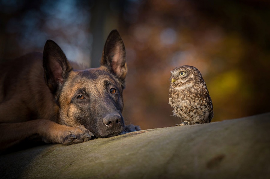 Фотография: Собака и сова, которые не могут жить друг без друга №11 - BigPicture.ru