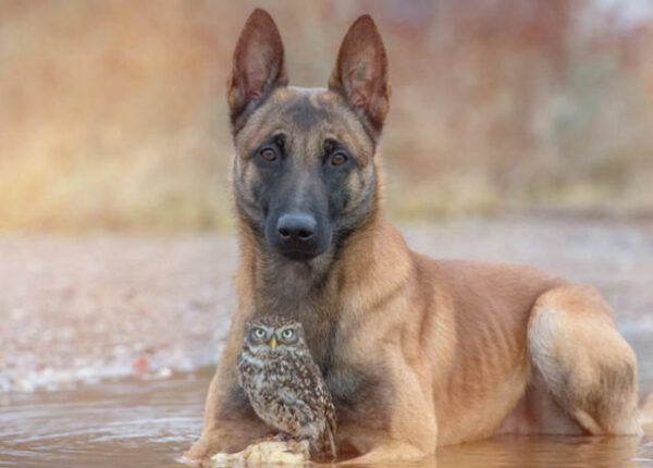Собака и сова, которые не могут жить друг без друга