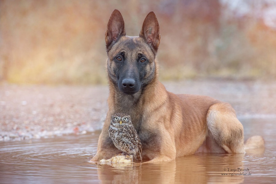 Фотография: Собака и сова, которые не могут жить друг без друга №12 - BigPicture.ru