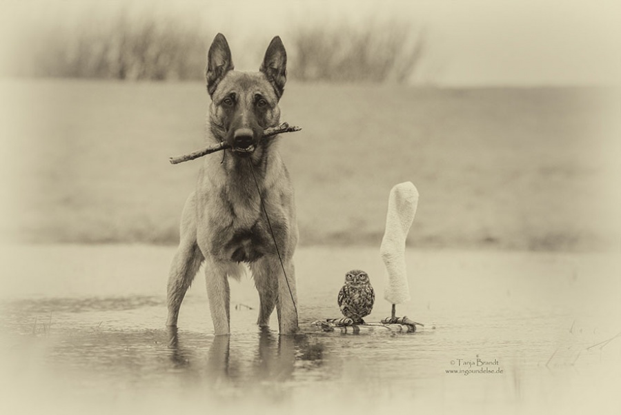 Фотография: Собака и сова, которые не могут жить друг без друга №14 - BigPicture.ru