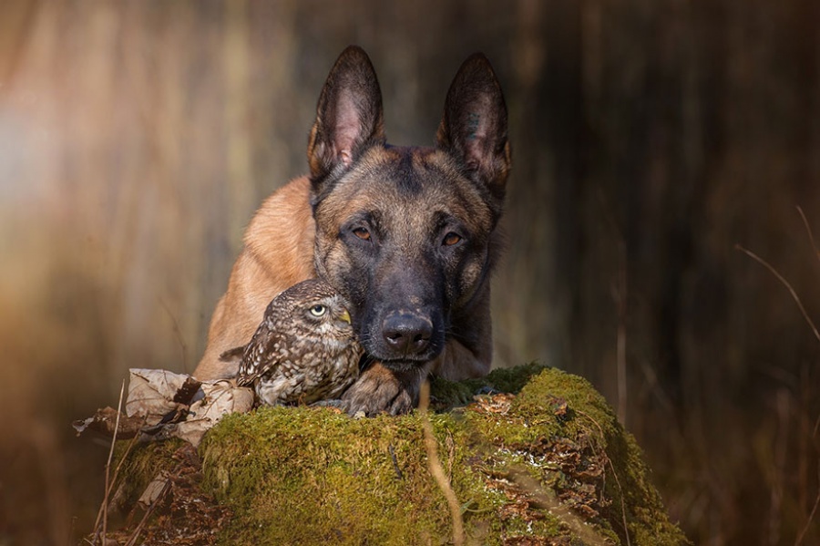 Фотография: Собака и сова, которые не могут жить друг без друга №15 - BigPicture.ru