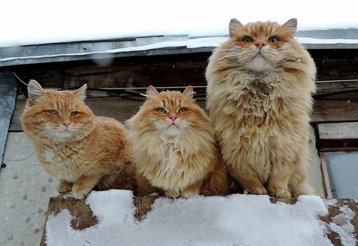 Алла Лебедева Кошляндия Свежие Фото