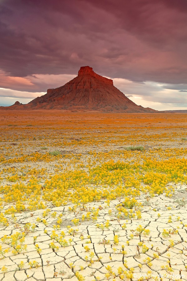 Фотография: Цветущая пустыня Анза-Боррего №3 - BigPicture.ru
