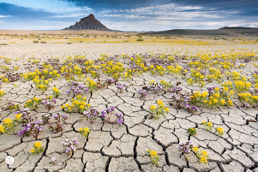Фотография: Цветущая пустыня Анза-Боррего №15 - BigPicture.ru