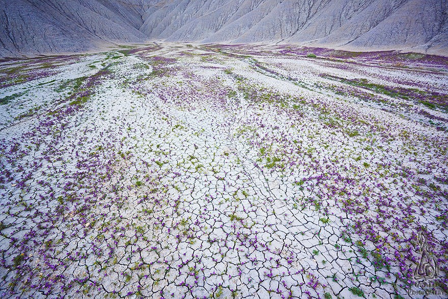 Фотография: Цветущая пустыня Анза-Боррего №5 - BigPicture.ru
