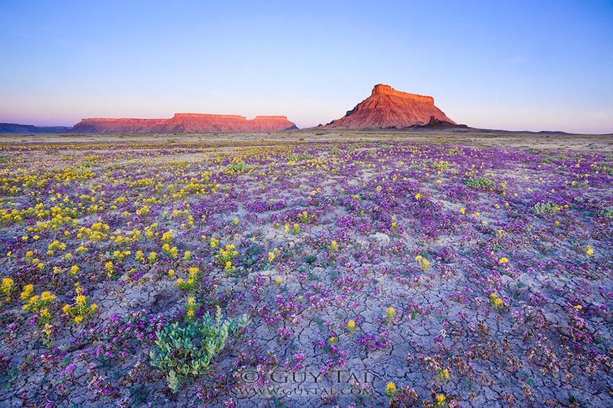 Фотография: Цветущая пустыня Анза-Боррего №6 - BigPicture.ru