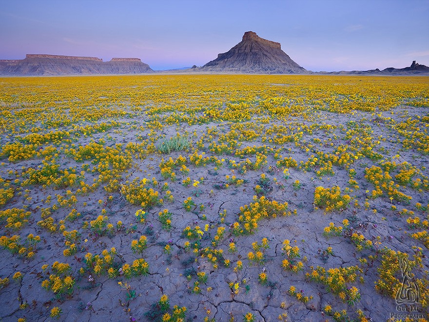 Фотография: Цветущая пустыня Анза-Боррего №16 - BigPicture.ru