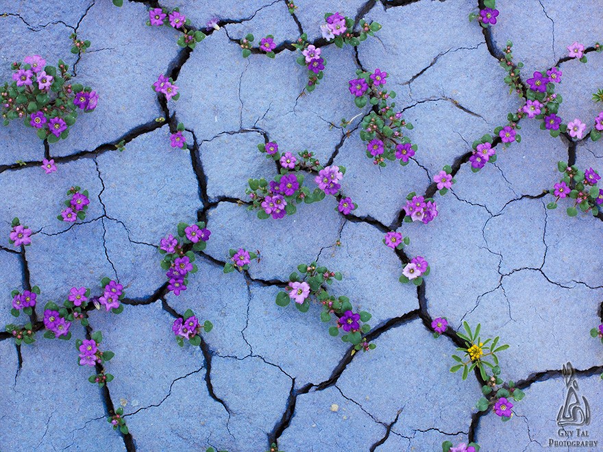 Фотография: Цветущая пустыня Анза-Боррего №9 - BigPicture.ru