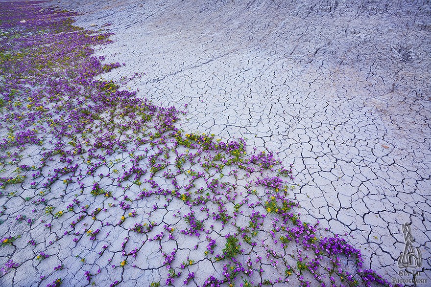 Фотография: Цветущая пустыня Анза-Боррего №10 - BigPicture.ru