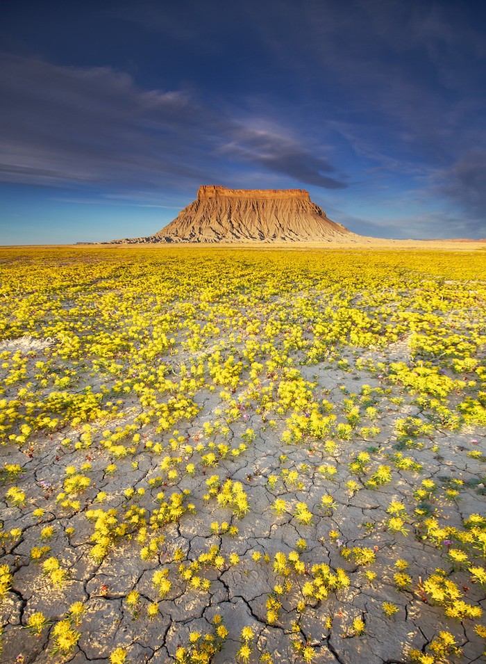 Фотография: Цветущая пустыня Анза-Боррего №11 - BigPicture.ru