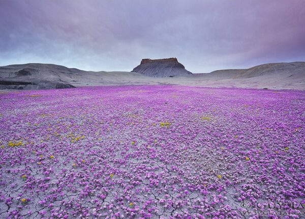 Цветущая пустыня Анза-Боррего