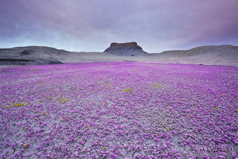 Фотография: Цветущая пустыня Анза-Боррего №1 - BigPicture.ru