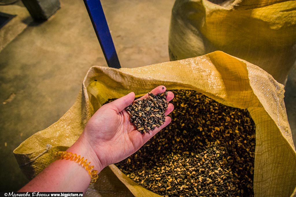 Фотография: Как устроено производство кофе в Доминикане №14 - BigPicture.ru