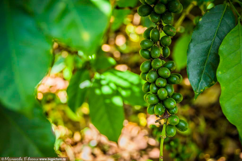 Фотография: Как устроено производство кофе в Доминикане №19 - BigPicture.ru