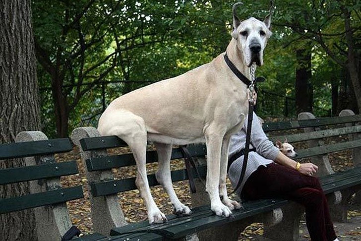 Фотография: 30 неприхотливых собак, которые будут сидеть везде, где им вздумается №2 - BigPicture.ru