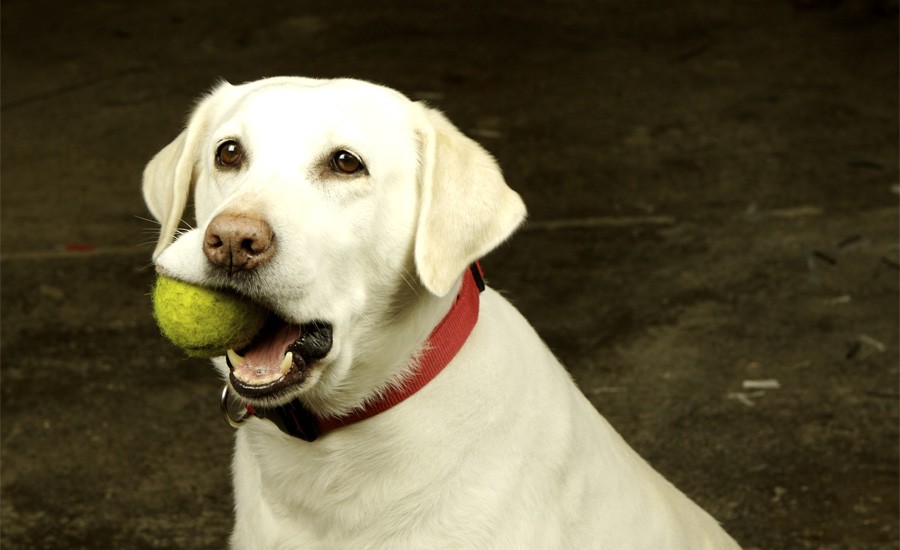 Фотография: 10 лайфхаков, которые должен знать каждый владелец собаки №3 - BigPicture.ru