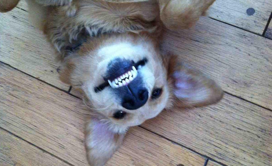 Фотография: 10 лайфхаков, которые должен знать каждый владелец собаки №4 - BigPicture.ru