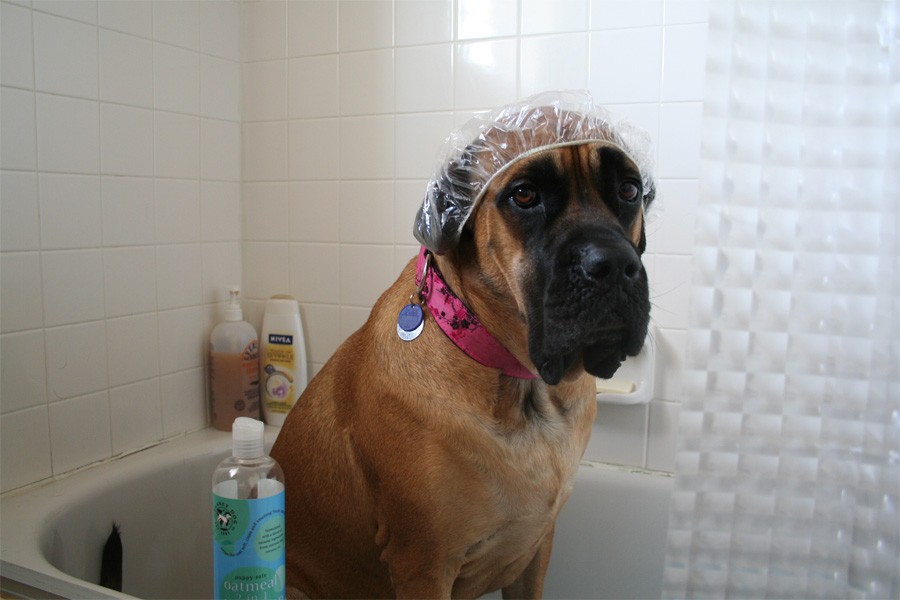 Фотография: 10 лайфхаков, которые должен знать каждый владелец собаки №6 - BigPicture.ru