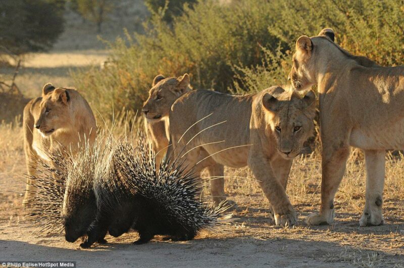 Фотография: Пирсинг носа у льва, или Не нападай на дикобраза, если не хочешь, чтобы тебе проткнули нос №1 - BigPicture.ru