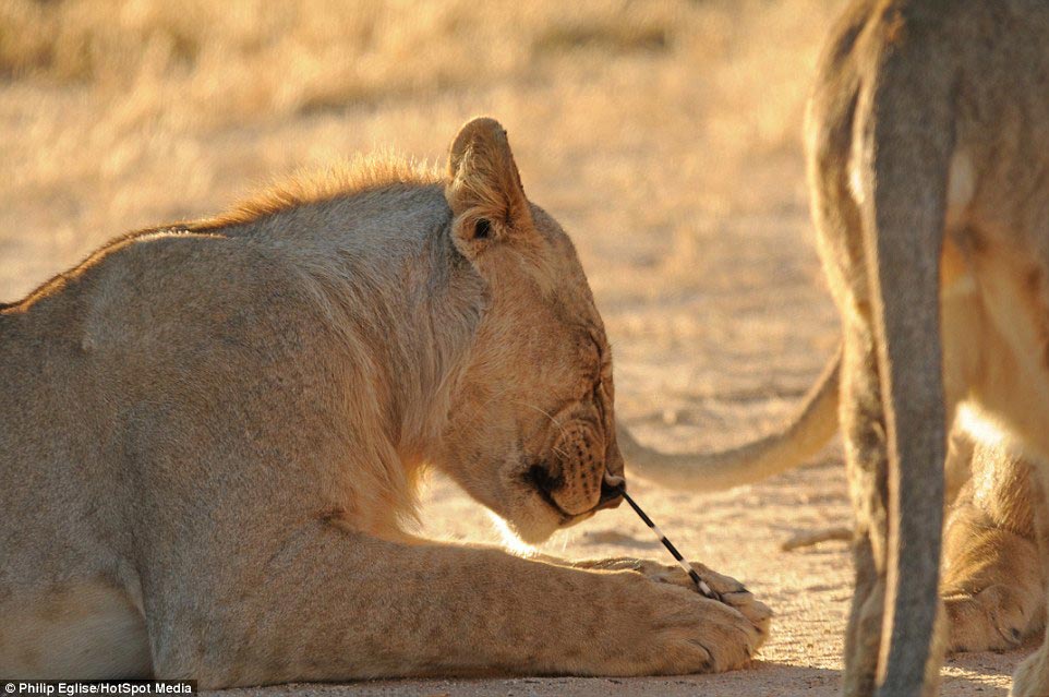 Фотография: Пирсинг носа у льва, или Не нападай на дикобраза, если не хочешь, чтобы тебе проткнули нос №5 - BigPicture.ru