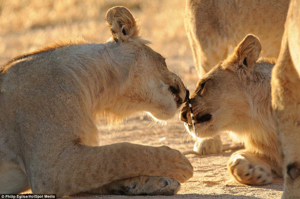 Фотография: Пирсинг носа у льва, или Не нападай на дикобраза, если не хочешь, чтобы тебе проткнули нос №6 - BigPicture.ru