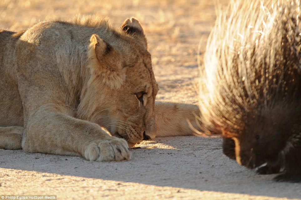 Фотография: Пирсинг носа у льва, или Не нападай на дикобраза, если не хочешь, чтобы тебе проткнули нос №7 - BigPicture.ru