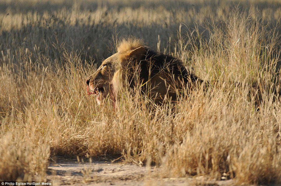 Фотография: Пирсинг носа у льва, или Не нападай на дикобраза, если не хочешь, чтобы тебе проткнули нос №9 - BigPicture.ru