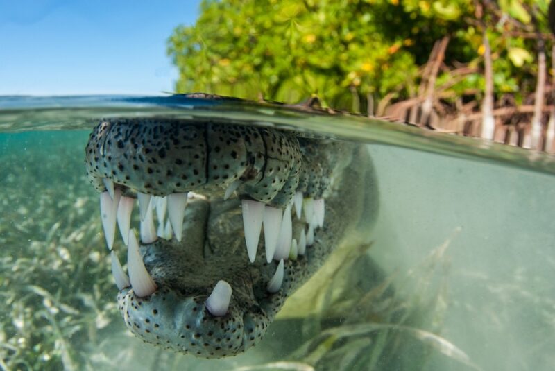 Фотография: Крокодил Нино и другие лучшие фото животных со всего мира за неделю №1 - BigPicture.ru