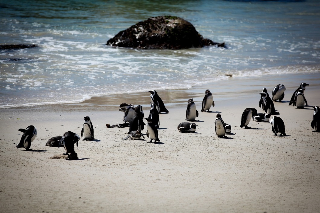 Фотография: Африканские черноногие пингвины и другие лучшие фотографии животных со всего мира за неделю №3 - BigPicture.ru