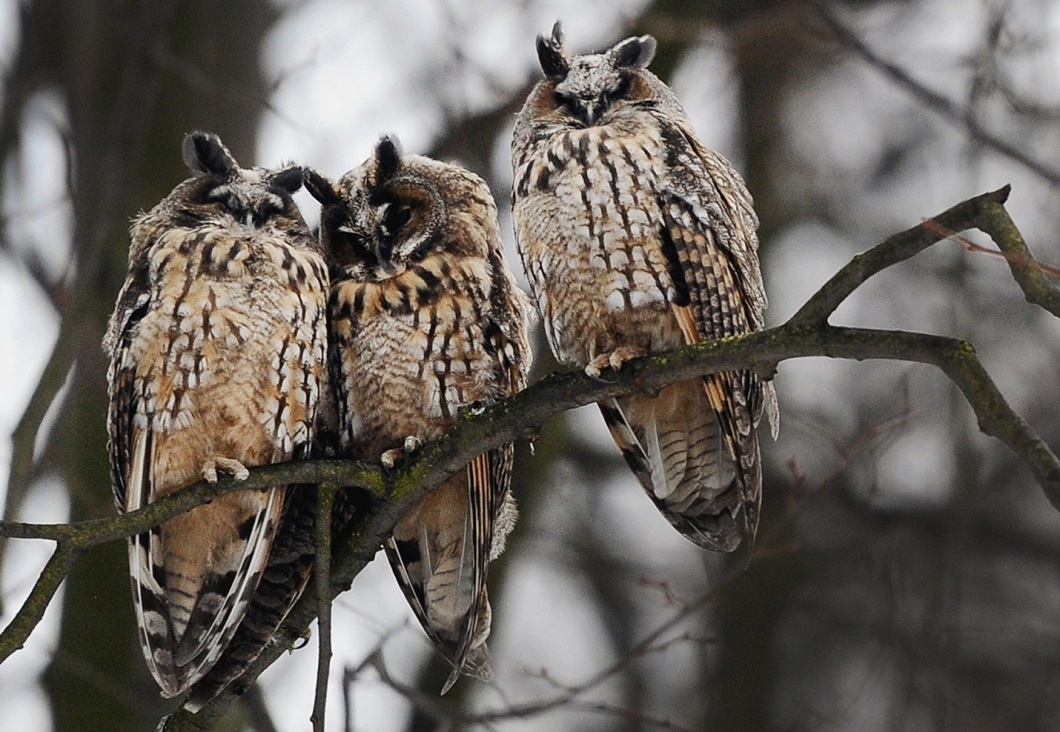 Фотография: Три совы и другие лучшие фотографии животных со всего мира за неделю №2 - BigPicture.ru
