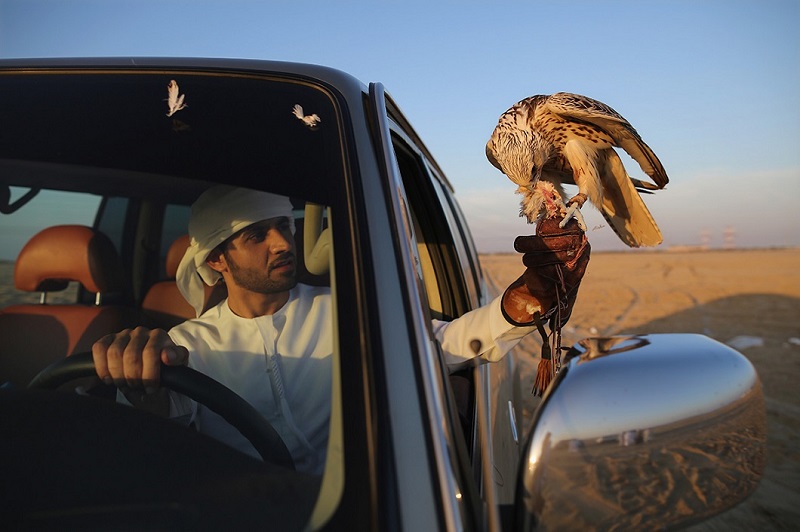 Фотография: Соколиная охота в Арабских Эмиратах №1 - BigPicture.ru